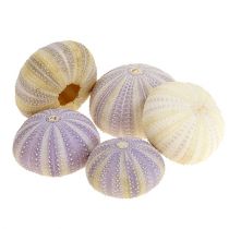 Seeigel Weiß-Violett 20St