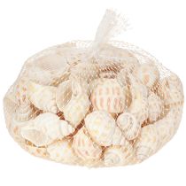 Artikel Seeschneckenhäuser Natur, 2–4 cm, 300 g, Maritime Dekoration