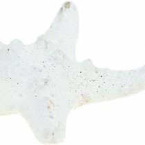 Artikel Echte Seesterne Weiss 30 Stück 3–6cm für Dekoration