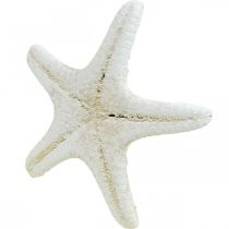 Artikel Weisse Deko-Seesterne, getrocknet, 7–11 cm, 15 Stück