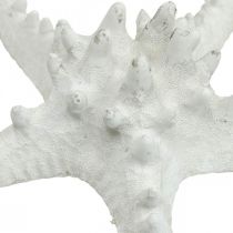 Artikel Getrocknete Noppenseesterne Weiss 15–18cm 10 Stück für Deko