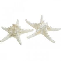 Artikel Deko-Seesterne Noppenseestern Weiss Getrocknet Naturprodukt 19–26 cm 5 Stück