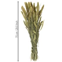 Artikel Borstenhirse Setaria Trockenblumen Naturbund 75 cm 220 g