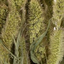 Artikel Borstenhirse Setaria Trockenblumen Naturbund 75 cm 220 g