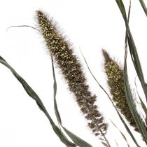 Artikel Trockenblumen Setaria Anthrazit Natur Borstenhirse Bund 100g