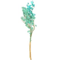 Artikel Getrocknete Silberblatt-Zweige Lunaria Hellblau 20g 65-70cm Trockenfloristik