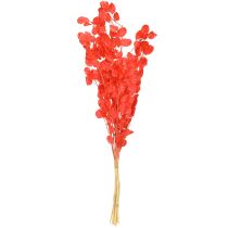 Artikel Getrocknetes Silberblatt Mondviole Lunaria Rot 65-70 cm 20 g für Dekoration