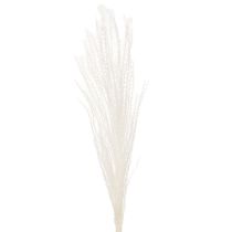 Artikel Trockenblumen Silbergras Weiss 70cm Natürliche Dekoration Innenbereich 10 Stück