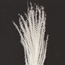 Artikel Trockenblumen Silbergras Weiss 70cm Natürliche Dekoration Innenbereich 10 Stück