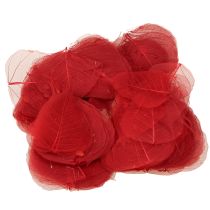 Artikel Skelettierte Bodhi-Blätter Rot, ca. 5–15 cm, Naturmaterial für Bastelarbeiten und Floristik