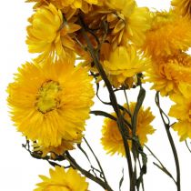 Trockenblume Gelb Strohblume Helichrysum Trockendeko Bund 50cm 45g