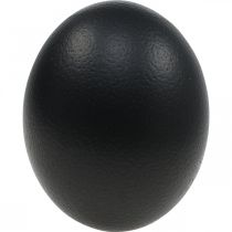 Artikel Straußenei Deko Ausgeblasen Osterdeko Schwarz Ø12cm H14cm