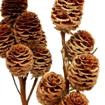 Artikel Strictum Zweige Natur, 6–9 Köpfe, ca. 35–45 cm, 25 Stück
