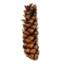 Artikel Strobus Kieferzapfen 15–20 cm lackiert Braun 100 Stück