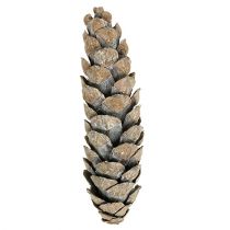 Artikel Strobus Kieferzapfen 15–20 cm weissgewaschen 50 Stück