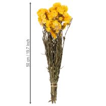 Artikel Getrocknete Strohblume Gelb 100g Helichrysum Trockenblumen-Bund 50cm