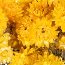 Artikel Getrocknete Strohblume Gelb 100g Helichrysum Trockenblumen-Bund 50cm