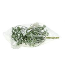 Artikel Sukkulente Echeveria 17cm Grau 3St