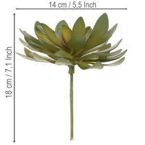 Artikel Künstliche Sukkulenten grün aus Kunststoff 18 cm 3er-Set für Innenräume