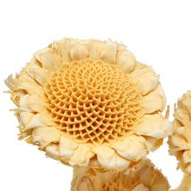 Artikel Susanne Rosette gebleicht, 25 Stück, Naturmaterial, Ø ca. 5 cm, 20–26 cm Länge