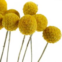 Artikel Craspedia Trockenblumen Gelb 70cm Deko 10 St