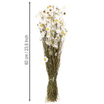 Artikel Trockenblumen Acroclinium Weiss 60 cm Natürliche Dekoration Innenbereich