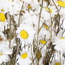 Artikel Trockenblumen Acroclinium Weiss 60 cm Natürliche Dekoration Innenbereich