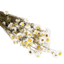 Artikel Trockenblumen Acroclinium Weiss 60 cm Natürliche Dekoration Innenbereich