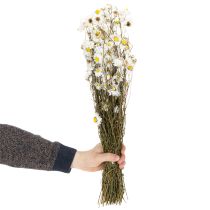 Artikel Trockenblumen Acroclinium Weiße Blüten Trockenfloristik 60cm 80g
