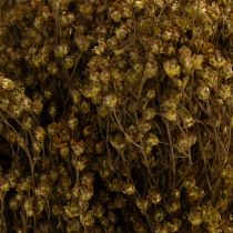 Artikel Trockenblumen-Sträusschen Broom Bloom Olivgrün 160g 40–48cm