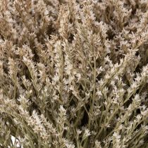 Artikel Trockenblume Strandflieder Bund 1 kg Natur für Innenbereich