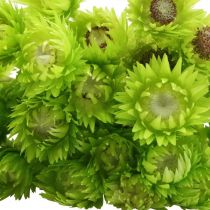 Artikel Trockenblumen Strohblumen gefärbt 42cm Dekoration für Innenbereich