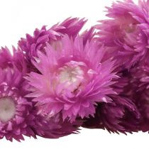 Artikel Trockenblumenstrauss Capblumen Lila Strohblumen H40–44cm Innenbereich