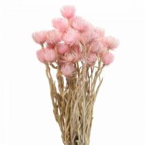 Artikel Trockenblumen Capblumen Pink Strohblumen H42cm