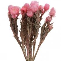 Trockenblumen Capblumen Rosa Strohblumen Trockenfloristik H30cm