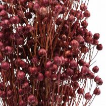 Artikel Getrockneter Flachs Trockengras Altrosa 50–55cm 80g für Dekorationen