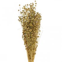 Artikel Trockengras Flachs Olivgrün 50-55cm 80g Deko Boho-Style