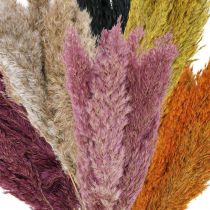 Trockengras Riedgras getrocknet Verschiedene Farben 70cm 10St