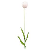 Tulpe Weiß-Rosa 86cm 3St