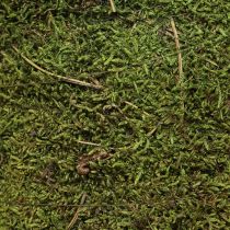 Artikel Weihnachtsbaum Moosbaum Deko in Grün Natur Ø25cm H70cm