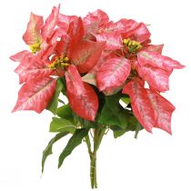 Artikel Künstlicher Weihnachtsstern Rot Rosa, 35 cm, 6 Stück, 2 Bunde