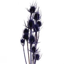 Artikel Wilde Karde Trockenblumen Kardendisteln Violett 55cm 10 Köpfe
