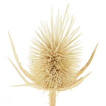 Artikel Gebleichte Wilde Karde getrocknet 3-6cm 1kg für Natur- und Trauerdekoration