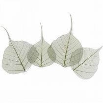 Willowblätter skelettiert Dunkelgrün, Naturdeko, Deko-Blätter 200St