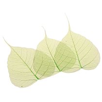 Artikel Willowblätter skelettiert Grün Naturdeko Deko-Blätter 200 St