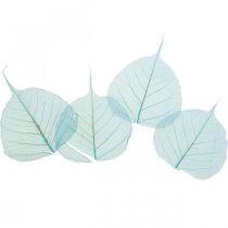 Willowblätter, Naturblätter der Weide, Trockenblätter skelettiert Türkisblau 200St
