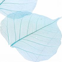 Willowblätter, Naturblätter der Weide, Trockenblätter skelettiert Türkisblau 200St