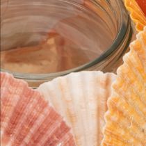 Artikel Teelichthalter Glas 12cm mit echten Muscheln in natürlichen Farben