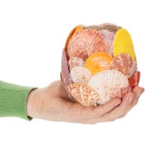 Artikel Teelichthalter Glas 12cm mit echten Muscheln in natürlichen Farben