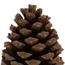 Artikel Zapfen Pinus Maritima Natur 10 cm - 15 cm 3er-Set